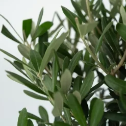 Plant in a Box Olijfboom met voeding - Set van 2 - Olea europaea - Hoogte 90-100cm - ⌀21cm Sale