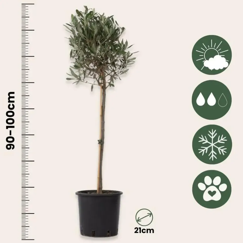 Plant in a Box Olijfboom met voeding - Set van 2 - Olea europaea - Hoogte 90-100cm - ⌀21cm Sale
