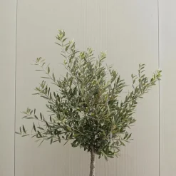 Plant in a Box Olijfboom met voeding - Set van 2 - Olea europaea - Hoogte 90-100cm - ⌀21cm Sale