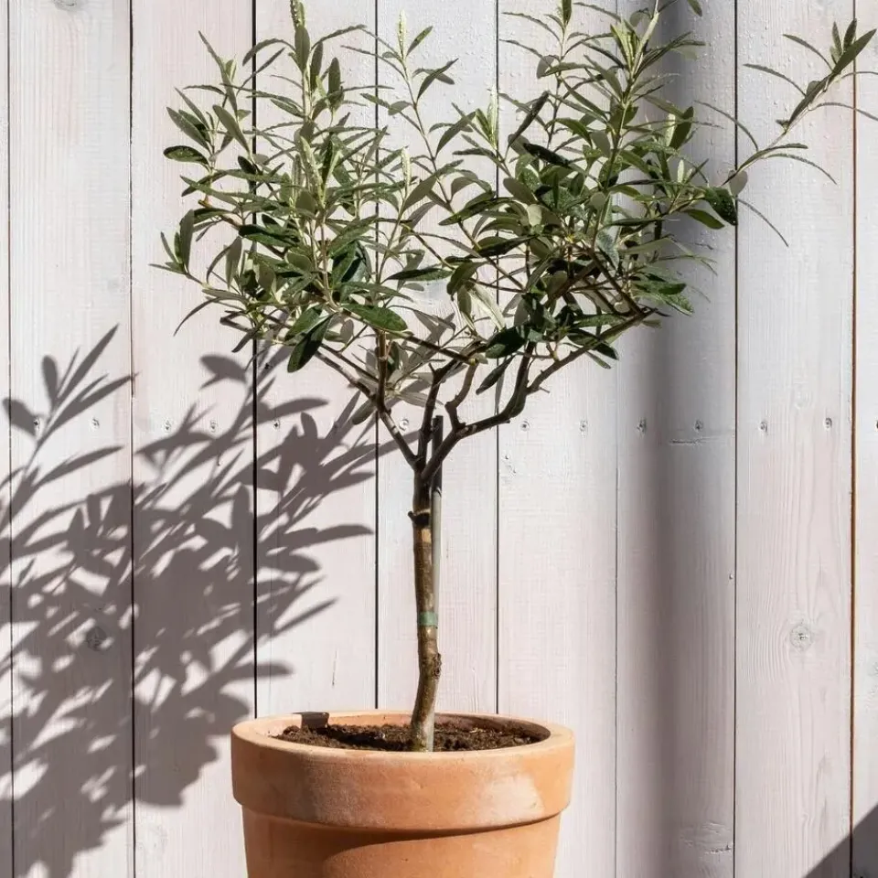 Plant in a Box Olijfboom met voeding - Set van 2 - Olea europaea - Hoogte 90-100cm - ⌀21cm Sale