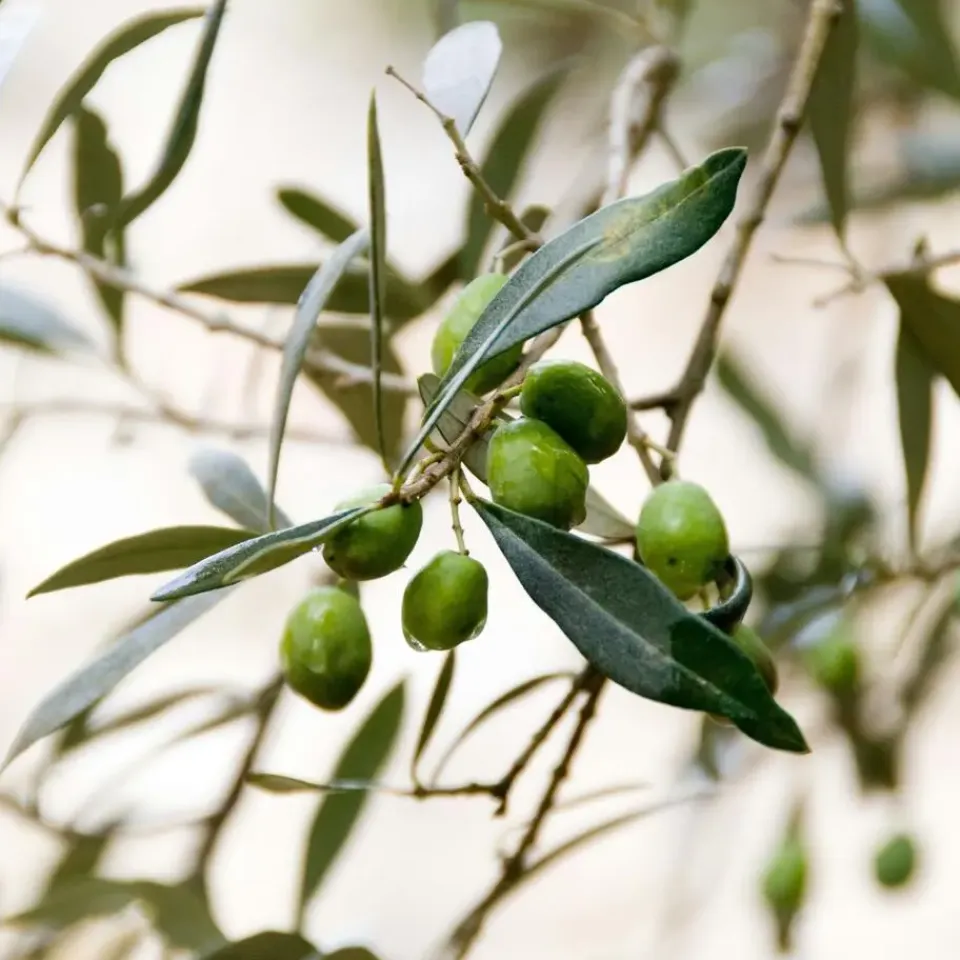 Plant in a Box Olijfboom met voeding - Set van 2 - Olea europaea - Hoogte 90-100cm - ⌀21cm Sale