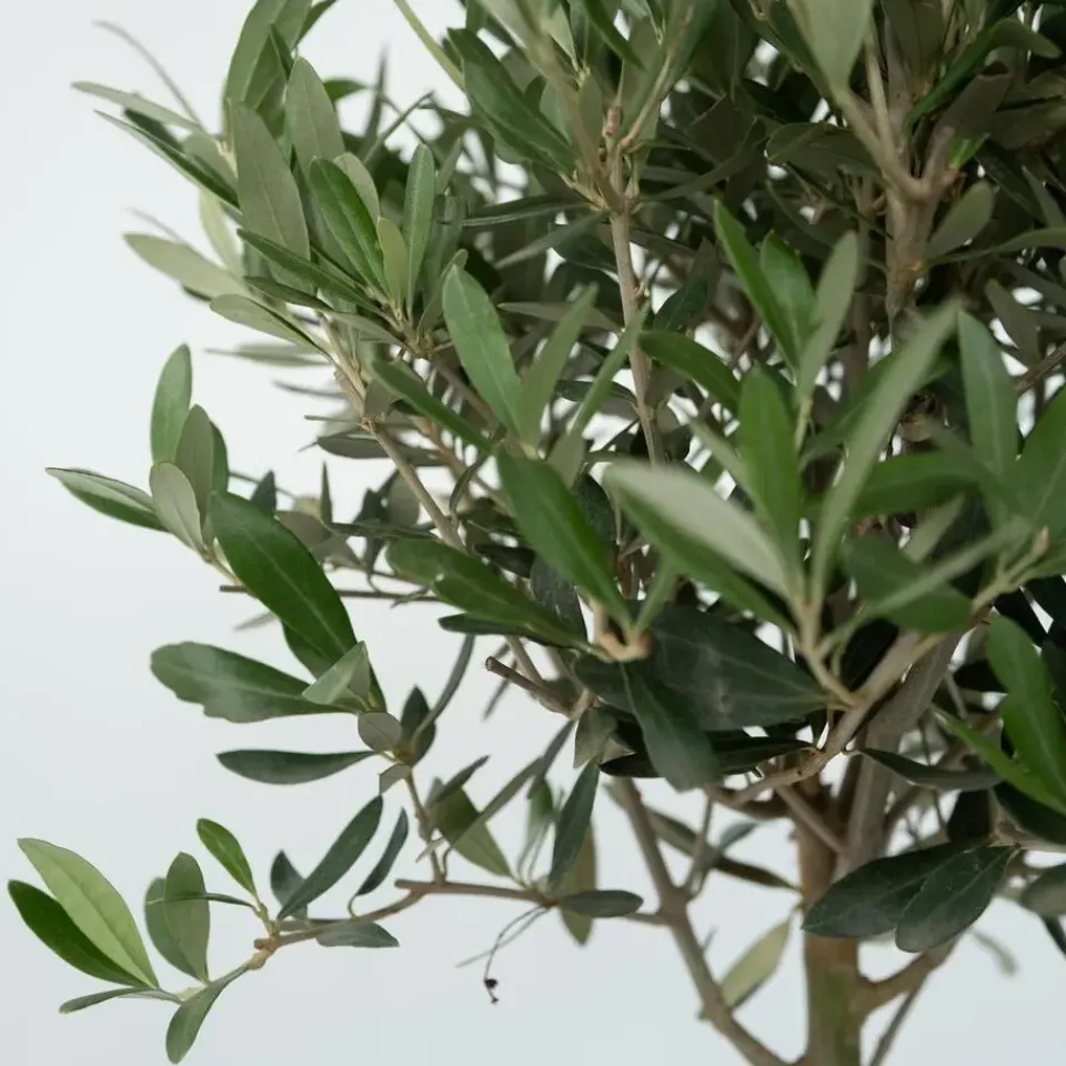 Plant in a Box Olijfboom met voeding - Set van 2 - Olea europaea - Hoogte 90-100cm - ⌀21cm Sale