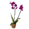 Plant in a Box Orchidee - Phalaenopsis - Hoogte 50-60cm - ⌀12cm Outlet