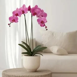 Plant in a Box Orchidee - Phalaenopsis - Hoogte 50-60cm - ⌀12cm Outlet