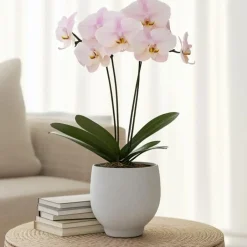 Plant in a Box Orchidee - Phalaenopsis - Hoogte 50-60cm - ⌀12cm Sale