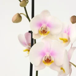 Plant in a Box Orchidee - Phalaenopsis - Hoogte 50-60cm - ⌀12cm Sale