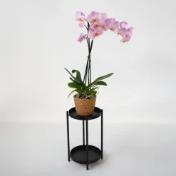 Plant in a Box Orchidee - Phalaenopsis - Hoogte 50-60cm - ⌀12cm Sale