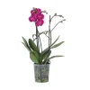 Plant in a Box Orchidee paars - Phalaenopsis Multiflora - Hoogte 35-45cm - ⌀12cm