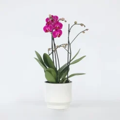 Plant in a Box Orchidee paars - Phalaenopsis Multiflora - Hoogte 35-45cm - ⌀12cm