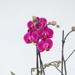 Plant in a Box Orchidee paars - Phalaenopsis Multiflora - Hoogte 35-45cm - ⌀12cm
