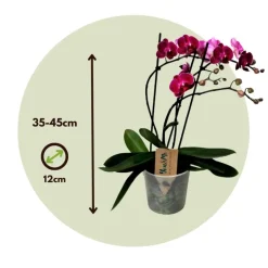 Plant in a Box Orchidee paars - Phalaenopsis Multiflora - Hoogte 35-45cm - ⌀12cm