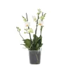 Plant in a Box Orchidee wit - Phalaenopsis Multiflora - Hoogte 35-45cm - ⌀12cm Outlet