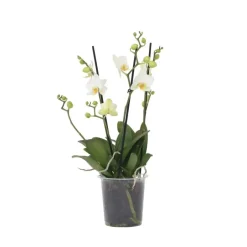 Plant in a Box Orchidee wit - Phalaenopsis Multiflora - Hoogte 35-45cm - ⌀12cm Outlet