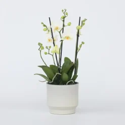 Plant in a Box Orchidee wit - Phalaenopsis Multiflora - Hoogte 35-45cm - ⌀12cm Outlet