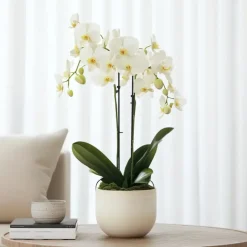 Plant in a Box Orchidee wit - Phalaenopsis Multiflora - Hoogte 35-45cm - ⌀12cm Outlet