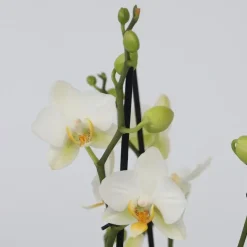 Plant in a Box Orchidee wit - Phalaenopsis Multiflora - Hoogte 35-45cm - ⌀12cm Outlet