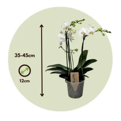 Plant in a Box Orchidee wit - Phalaenopsis Multiflora - Hoogte 35-45cm - ⌀12cm Outlet