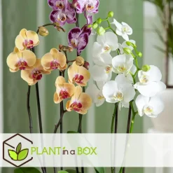 Plant in a Box Orchidee wit - Phalaenopsis Multiflora - Hoogte 35-45cm - ⌀12cm Outlet