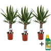 Plant in a Box Palmlelie - Set van 3 - Yucca elephantipes - Hoogte 50-60cm - ⌀14cm Clearance
