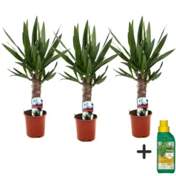 Plant in a Box Palmlelie - Set van 3 - Yucca elephantipes - Hoogte 50-60cm - ⌀14cm Clearance
