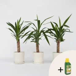 Plant in a Box Palmlelie - Set van 3 - Yucca elephantipes - Hoogte 50-60cm - ⌀14cm Clearance