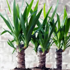 Plant in a Box Palmlelie - Set van 3 - Yucca elephantipes - Hoogte 50-60cm - ⌀14cm Clearance