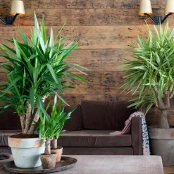 Plant in a Box Palmlelie - Set van 3 - Yucca elephantipes - Hoogte 50-60cm - ⌀14cm Clearance