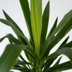 Plant in a Box Palmlelie - Set van 3 - Yucca elephantipes - Hoogte 50-60cm - ⌀14cm Clearance