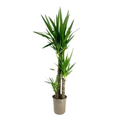 Plant in a Box Palmlelie - Yucca elephantipes - Hoogte 130-140cm - ⌀24cm
