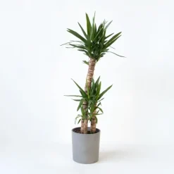 Plant in a Box Palmlelie - Yucca elephantipes - Hoogte 130-140cm - ⌀24cm