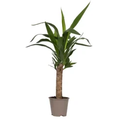Plant in a Box Palmlelie - Yucca elephantipes - Hoogte 50-60cm - ⌀14cm Hot