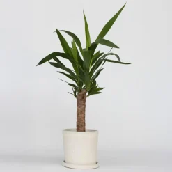 Plant in a Box Palmlelie - Yucca elephantipes - Hoogte 50-60cm - ⌀14cm Hot
