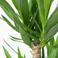 Plant in a Box Palmlelie - Yucca elephantipes - Hoogte 50-60cm - ⌀14cm Hot