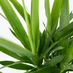 Plant in a Box Palmlelie - Yucca elephantipes - Hoogte 50-60cm - ⌀14cm Hot