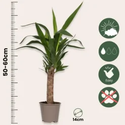 Plant in a Box Palmlelie - Yucca elephantipes - Hoogte 50-60cm - ⌀14cm Hot