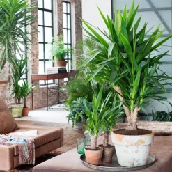 Plant in a Box Palmlelie - Yucca elephantipes - Hoogte 50-60cm - ⌀14cm Hot