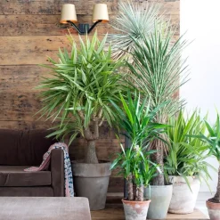 Plant in a Box Palmlelie - Yucca elephantipes - Hoogte 50-60cm - ⌀14cm Hot