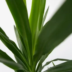 Plant in a Box Palmlelie - Yucca elephantipes - Hoogte 50-60cm - ⌀14cm Hot