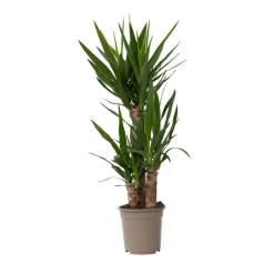 Plant in a Box Palmlelie - Yucca elephantipes - Hoogte 70-80cm - ⌀21cm Best