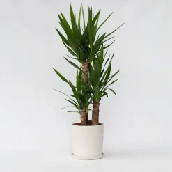 Plant in a Box Palmlelie - Yucca elephantipes - Hoogte 70-80cm - ⌀21cm Best