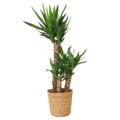 Plant in a Box Palmlelie met mand - Yucca elephantipes - Hoogte 70-80cm - ⌀21cm Best