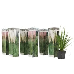 Plant in a Box Pampasgras - Set van 6 - Cortaderia selloana - Hoogte 25-40cm - ⌀9cm Discount