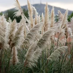 Plant in a Box Pampasgras - Set van 6 - Cortaderia selloana - Hoogte 25-40cm - ⌀9cm Discount