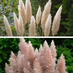 Plant in a Box Pampasgras - Set van 6 - Cortaderia selloana - Hoogte 25-40cm - ⌀9cm Discount