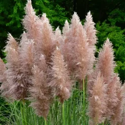 Plant in a Box Pampasgras - Set van 6 - Cortaderia selloana - Hoogte 25-40cm - ⌀9cm Discount