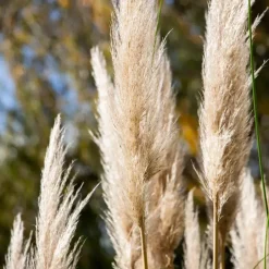 Plant in a Box Pampasgras - Set van 3 - Cortaderia selloana - Hoogte 25-40cm - ⌀9cm Best
