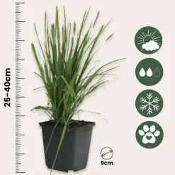 Plant in a Box Pampasgras - Set van 3 - Cortaderia selloana - Hoogte 25-40cm - ⌀9cm Best