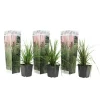 Plant in a Box Pampasgras - Set van 3 - Cortaderia selloana - Hoogte 25-40cm - ⌀9cm Hot