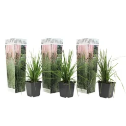 Plant in a Box Pampasgras - Set van 3 - Cortaderia selloana - Hoogte 25-40cm - ⌀9cm Hot