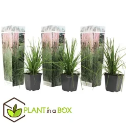Plant in a Box Pampasgras - Set van 3 - Cortaderia selloana - Hoogte 25-40cm - ⌀9cm Hot